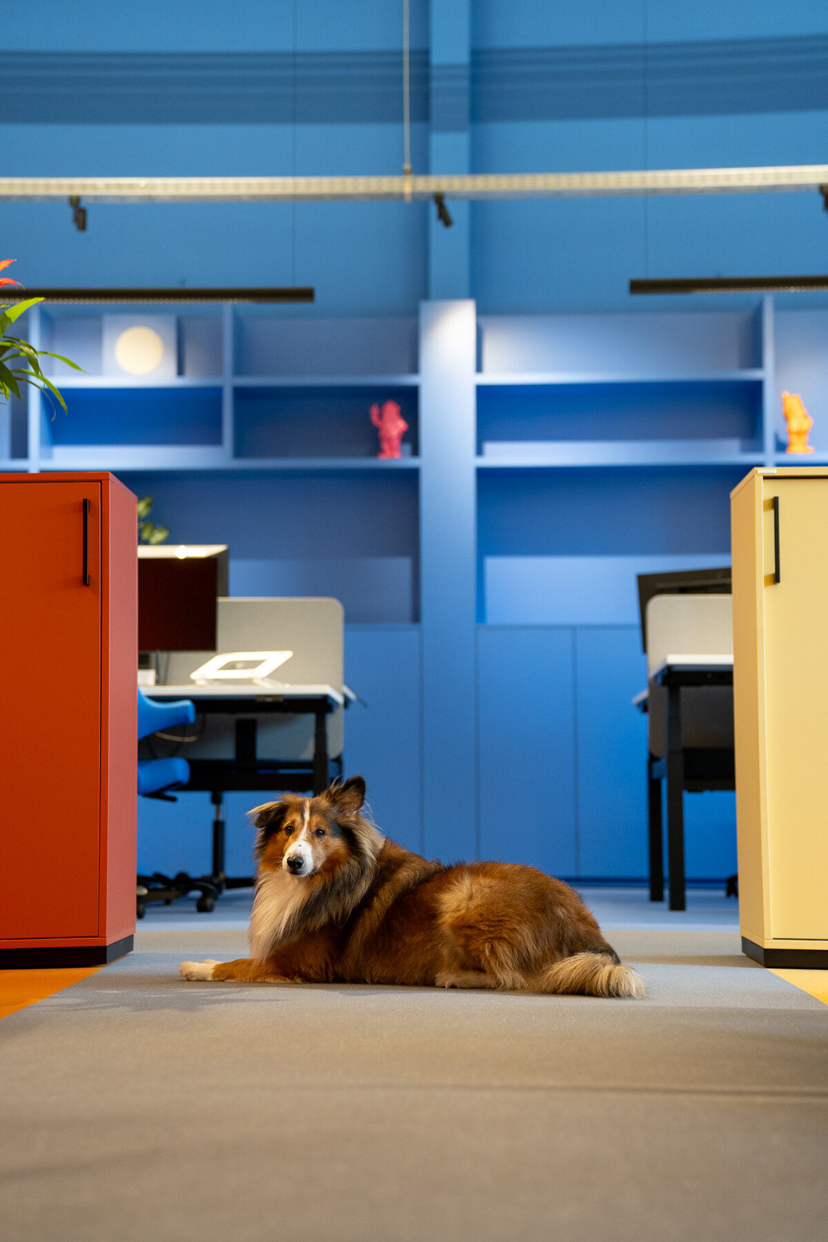 Kantoorvloer van GBL Agency met een liggende hond op de vloer, twee gekleurde lockerkasten links en rechts en de blauwe vakkenkast met bureaus erachter